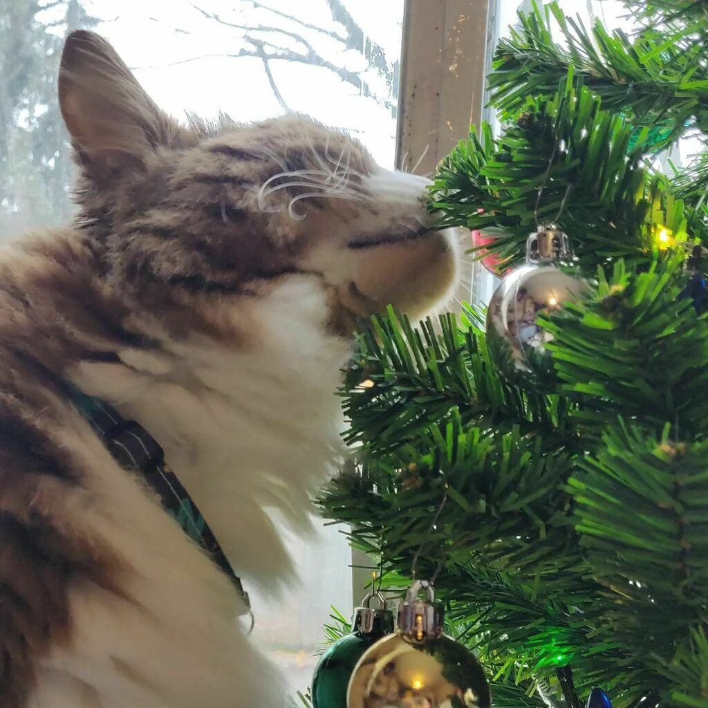 owenblacker's tweet photo. #EmoKitty knows he's not allowed to nom the tree, but sniffing intently and scenting the odd branch is ok, right?
#LivingWithCats #CatsOfInstagram #MaineCoon https://t.co/rfM9ErF9OQ https://t.co/s6p8sXX88i