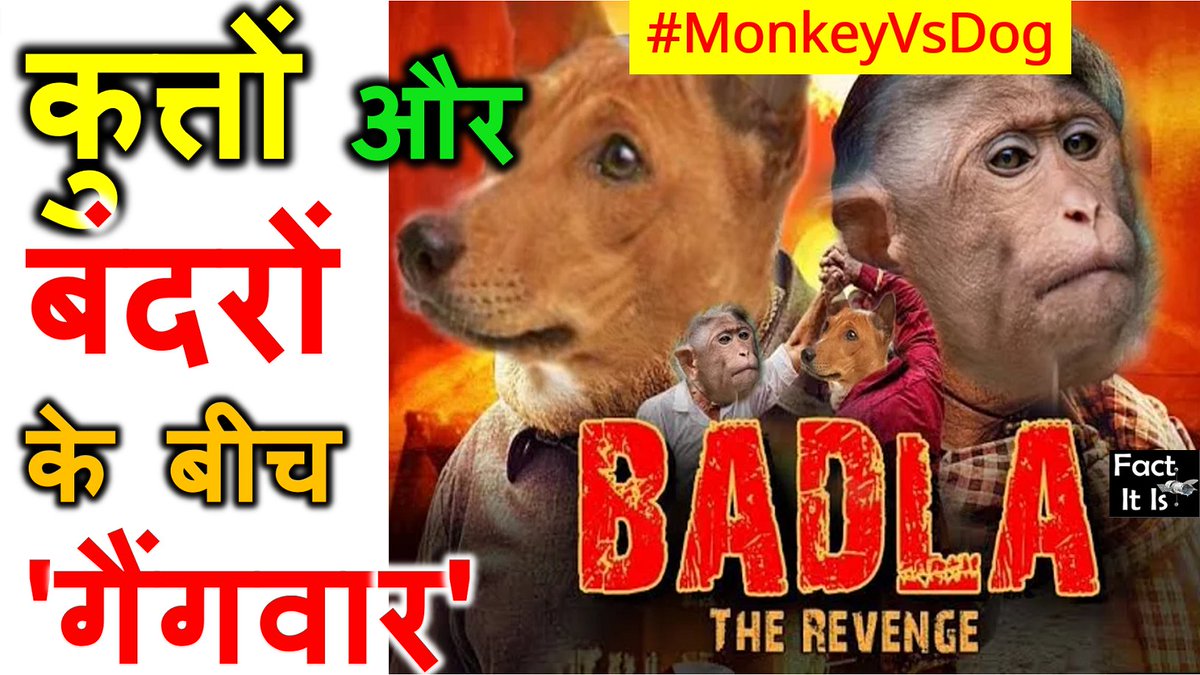 FactItIs2's tweet photo. कुत्तों से खून का बदला ले रहे बंदर, 250 पिल्लों की मौत से ग्रामीणों में भी दहशत, जानिए पूरा मामला
#MonkeyVsDoge #MonkeyvsDog #monkeys #MonkeyVsDogs #gangwar #factitis
Watch this video https://t.co/LQSnjqarQT
https://t.co/WLIMNDOn9I https://t.co/DzGd129Hei