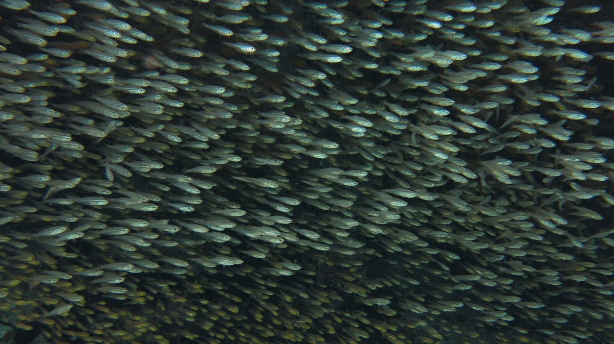 datamermaid's tweet photo. Today's #ReefFact courtesy of @ICRI_Coral_Reef:
How much does the coral reef tourism contribute to global tourism annually?
A. $36 Million
B. $36 Billion
C. $36 Thousand
Answer: B https://t.co/4ClsyftRNh