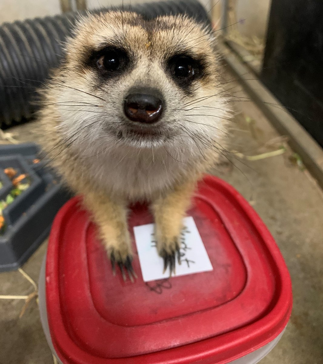 Happy #MeerkatMonday, Zevon! Meerkats are extremely social animals that live together in burrows, which they dig with their long, sharp claws.