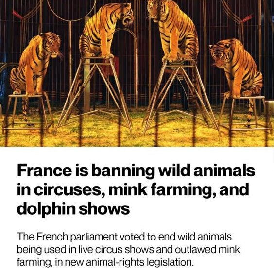 Tiger_King_Coin's tweet photo. Some wholesome news for you this Mondayโจ
#FreeTheTigers #Crypto #TKING https://t.co/B5l43MXxky