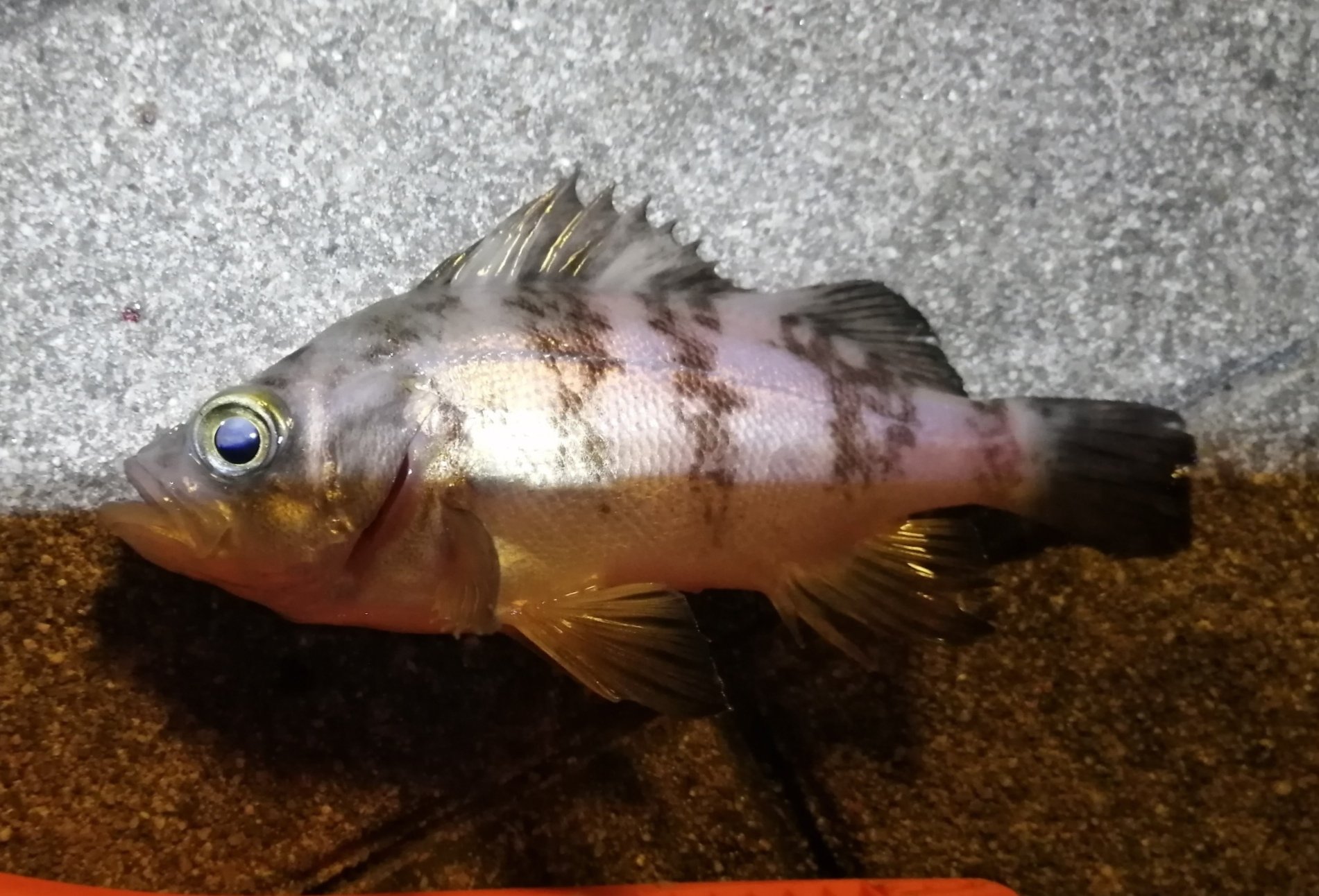 そらたび 大阪某所にて ちょっぴり夜釣り 胴突き仕掛けにケミホタルを付け やってみました フグ ガッシー メバル他 中サイズのアジも釣れました 釣り アジ カサゴ メバル シーサイドコスモ T Co 1y4nzirodr Twitter