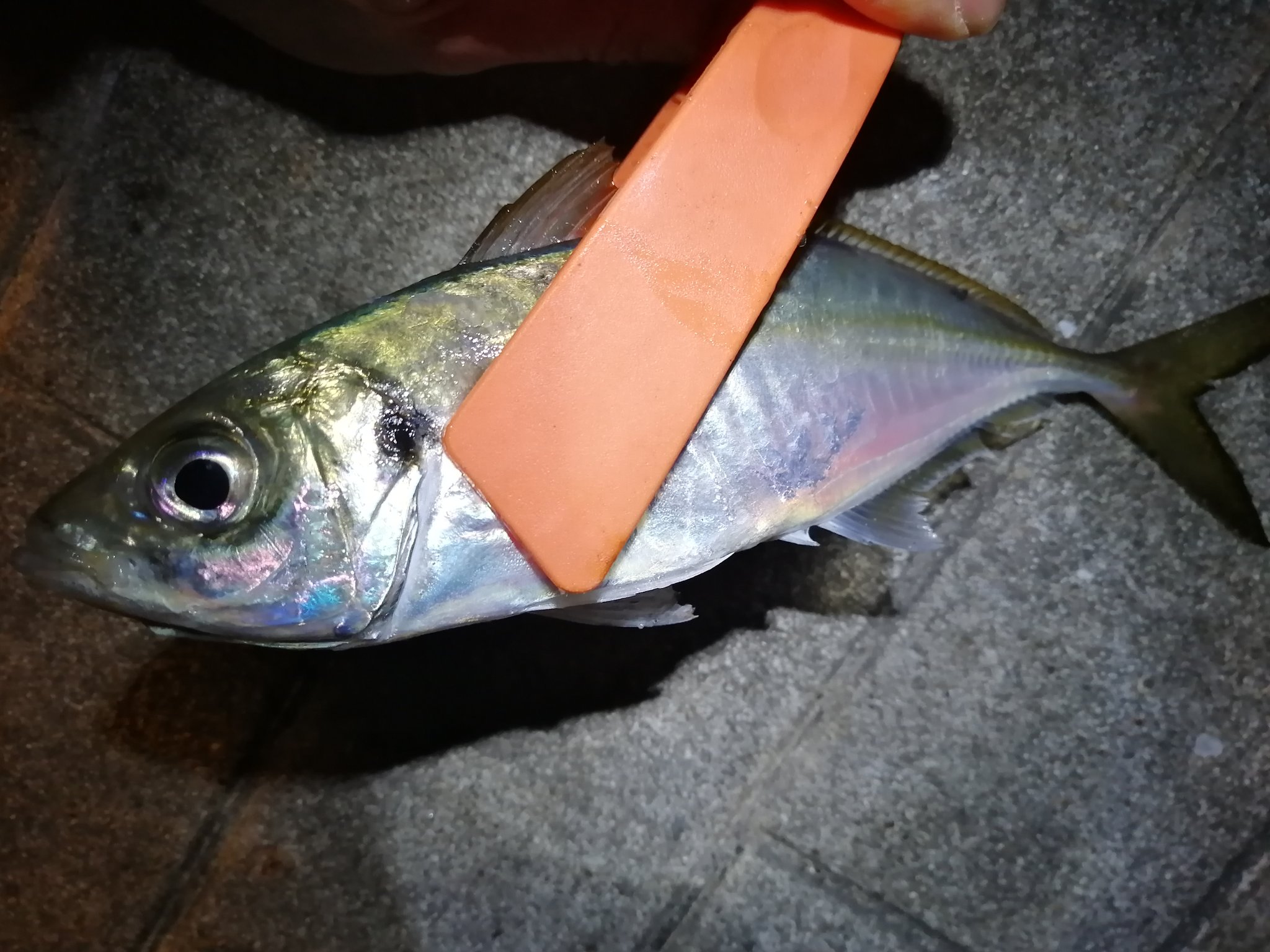 そらたび 大阪某所にて ちょっぴり夜釣り 胴突き仕掛けにケミホタルを付け やってみました フグ ガッシー メバル他 中サイズのアジも釣れました 釣り アジ カサゴ メバル シーサイドコスモ T Co 1y4nzirodr Twitter