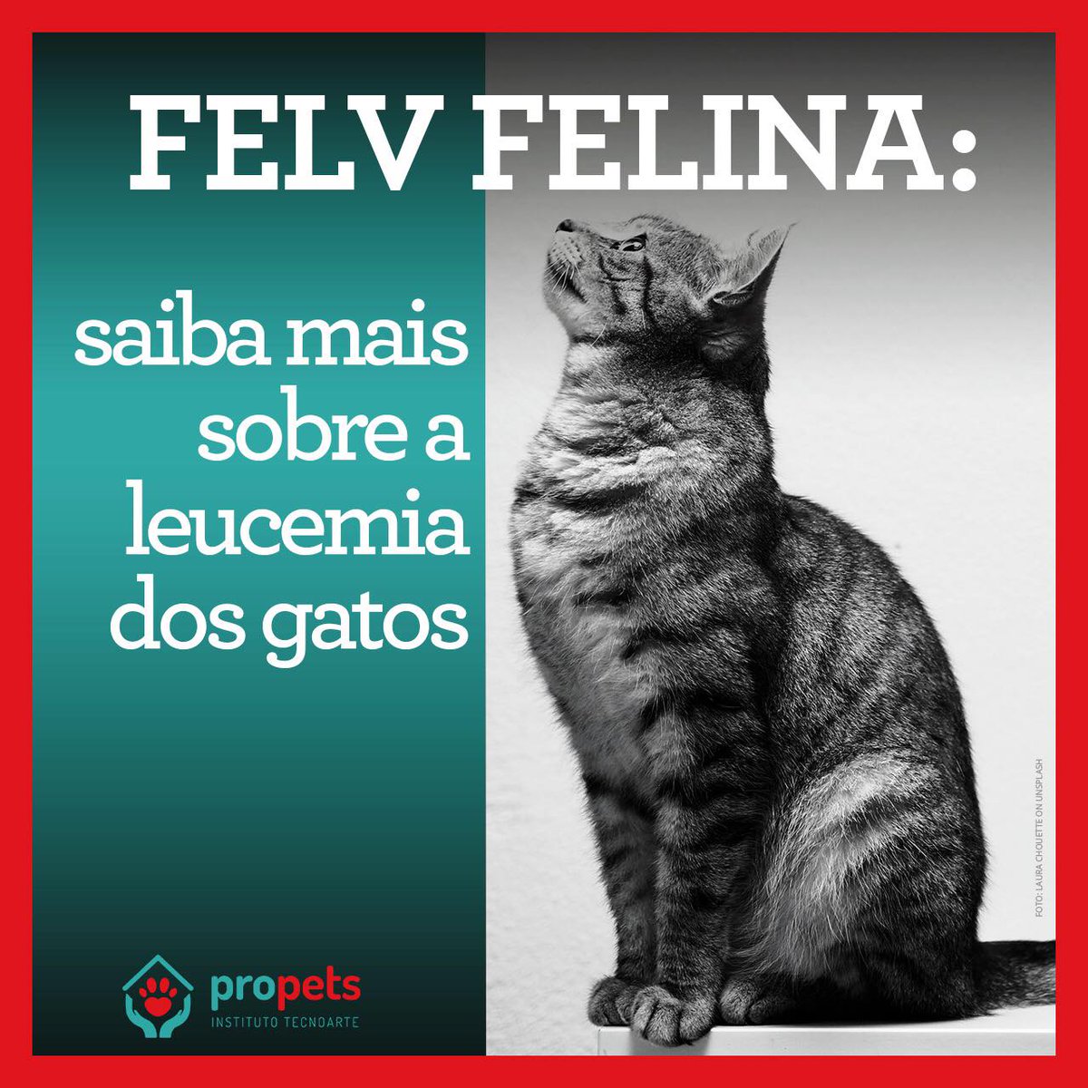 ProPets12's tweet photo. A Felv felina, popularmente conhecida como "leucemia em gatos", é causada por um retrovírus  que afeta exclusivamente esses animais.  Saiba mais no blog do Propets: https://t.co/ANxJ51BGDm
#propets #eventodeadoção #adote #protecaoanimal #defesaanimal #felv https://t.co/dcxN2gwTRo