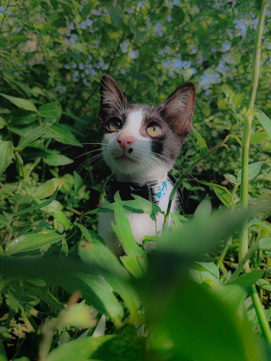 petsfess tweet picture