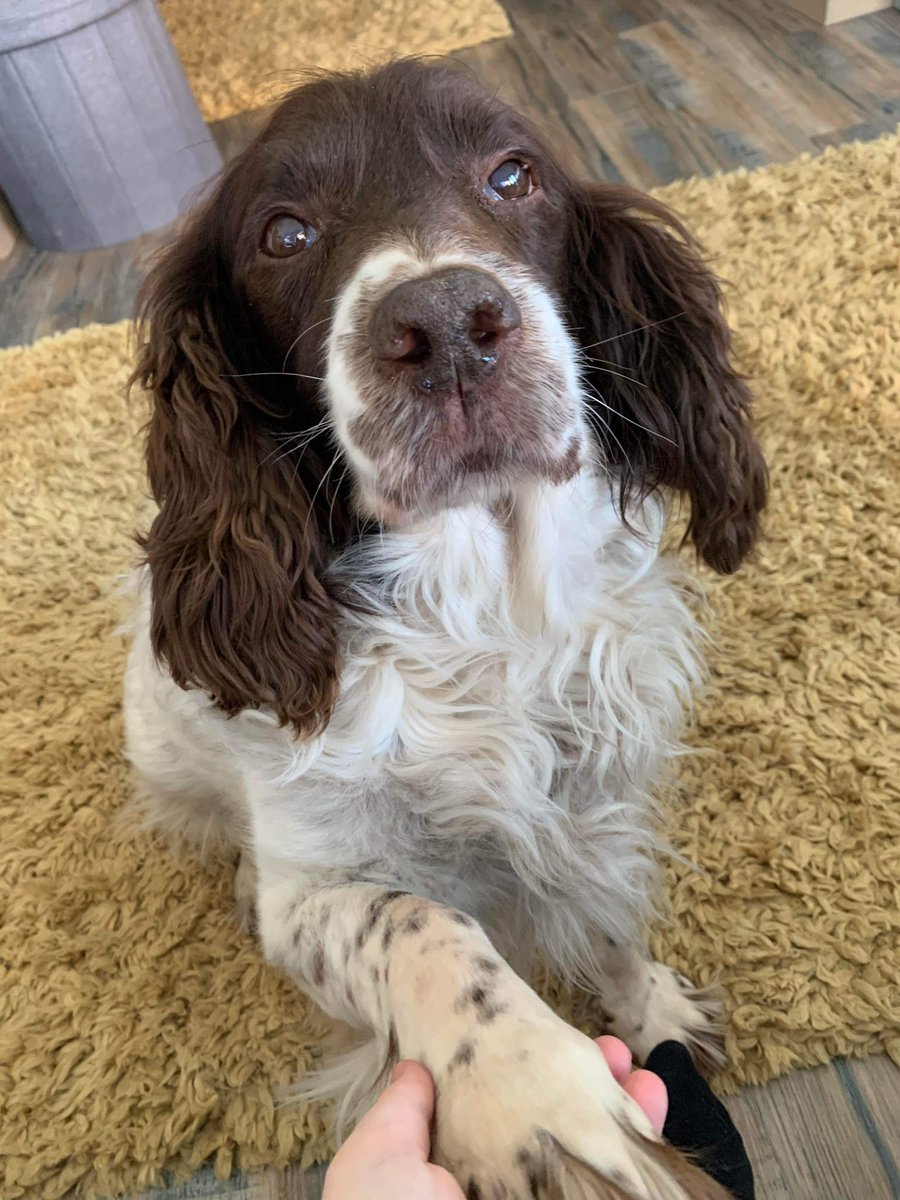 MISSING!!!! Went missing Saturday 18th at Langsett top of the moors.  Still not found any information would be appreciated. We need our precious boy home💔💔💔PLEASE SHARE