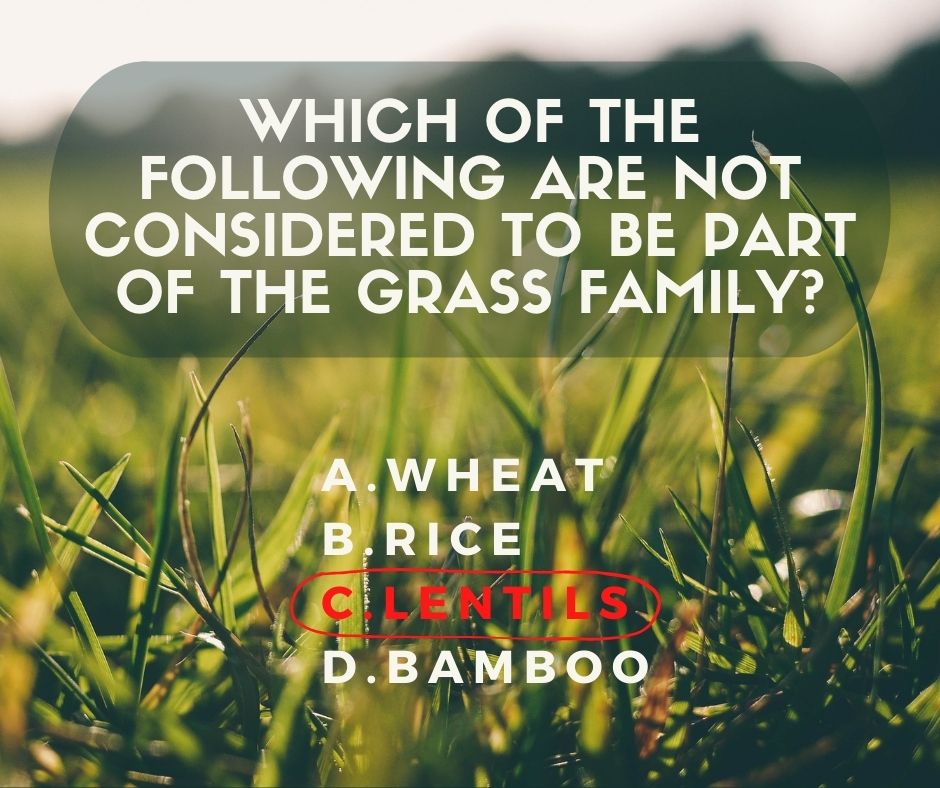 Wheat, Rice, and Bamboo are all part of the grass family, also known as Poaceae. Lentils are in the bean family, or Fabaceae.