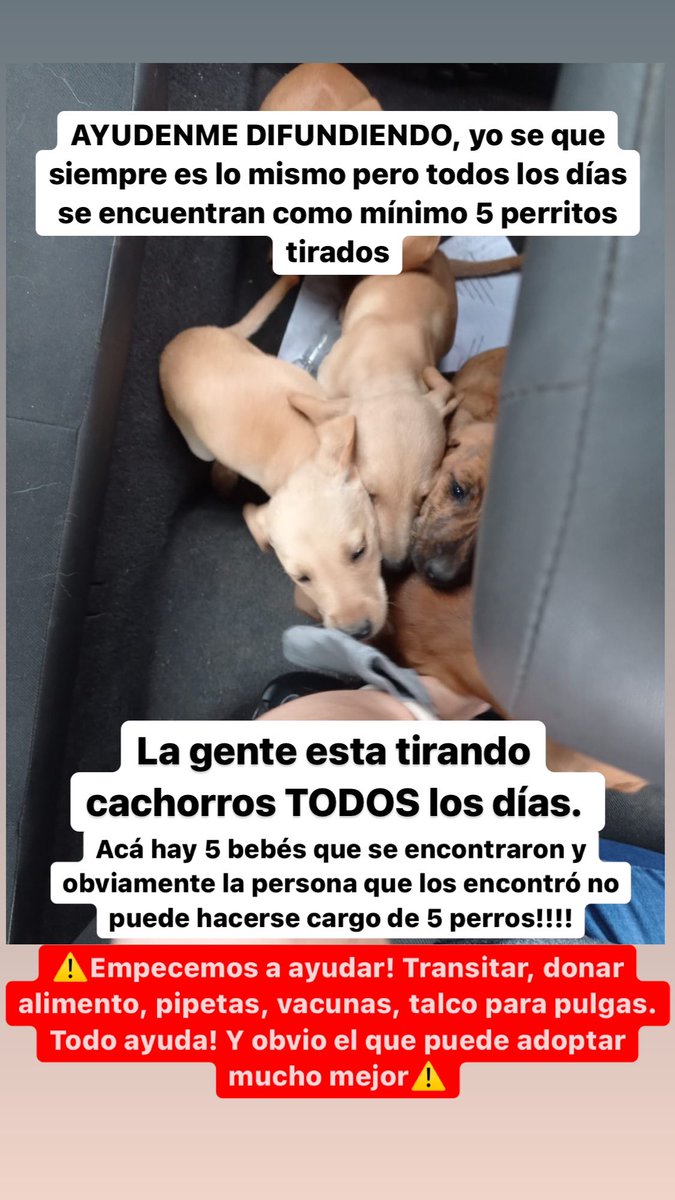 sofiacarabajal_'s tweet photo. Hoy de nuevo. Siempre lo mismo, y sin ayuda, ni un mensaje para transitar, donar o adoptar. https://t.co/BNS0TzijT9