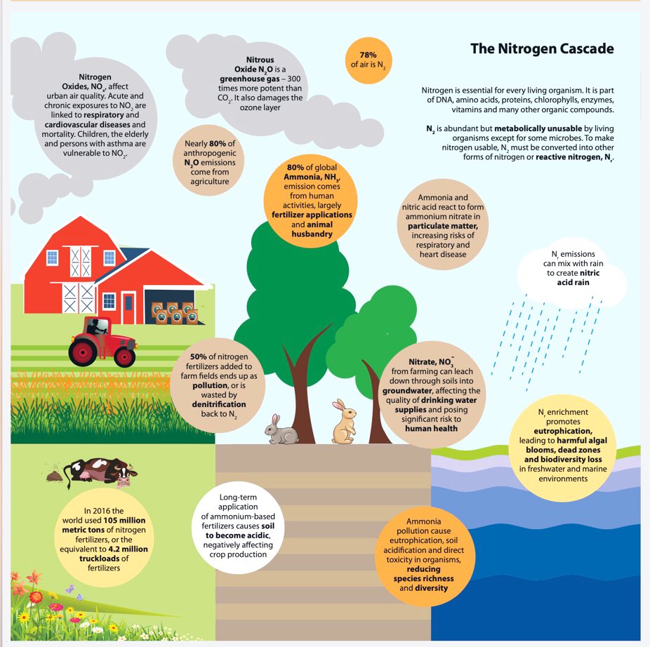 rameshraliya's tweet photo. #Nitrogen is essential for every organism. We have 78% in atmosphere, but hardly any significant we can use as it is unless we convert into another chemical form. 

When human/animal add N in different chemical form to environment, this pollute/affect the ecosystem.We can reduce! https://t.co/yEhSN2lawI