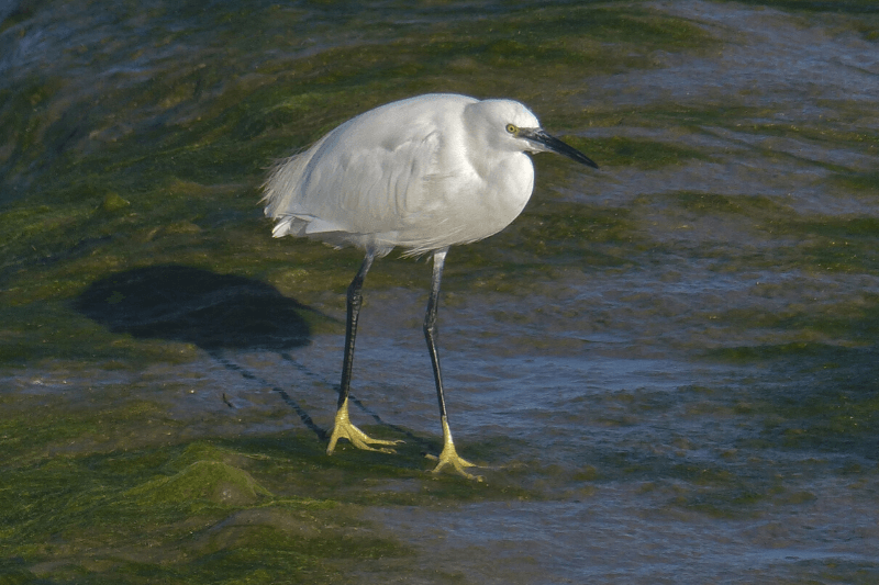 BirdAwareSolent's tweet photo. We're down to our last 3 birds in our #12birdsofChristmas countdown and today it's the little egret, one of the easiest birds to identify due to its dazzling white plumage. Find out more - including its vital role in the formation of the RSPB: https://t.co/L9rrtXyGEt https://t.co/8UWxTMR2vb