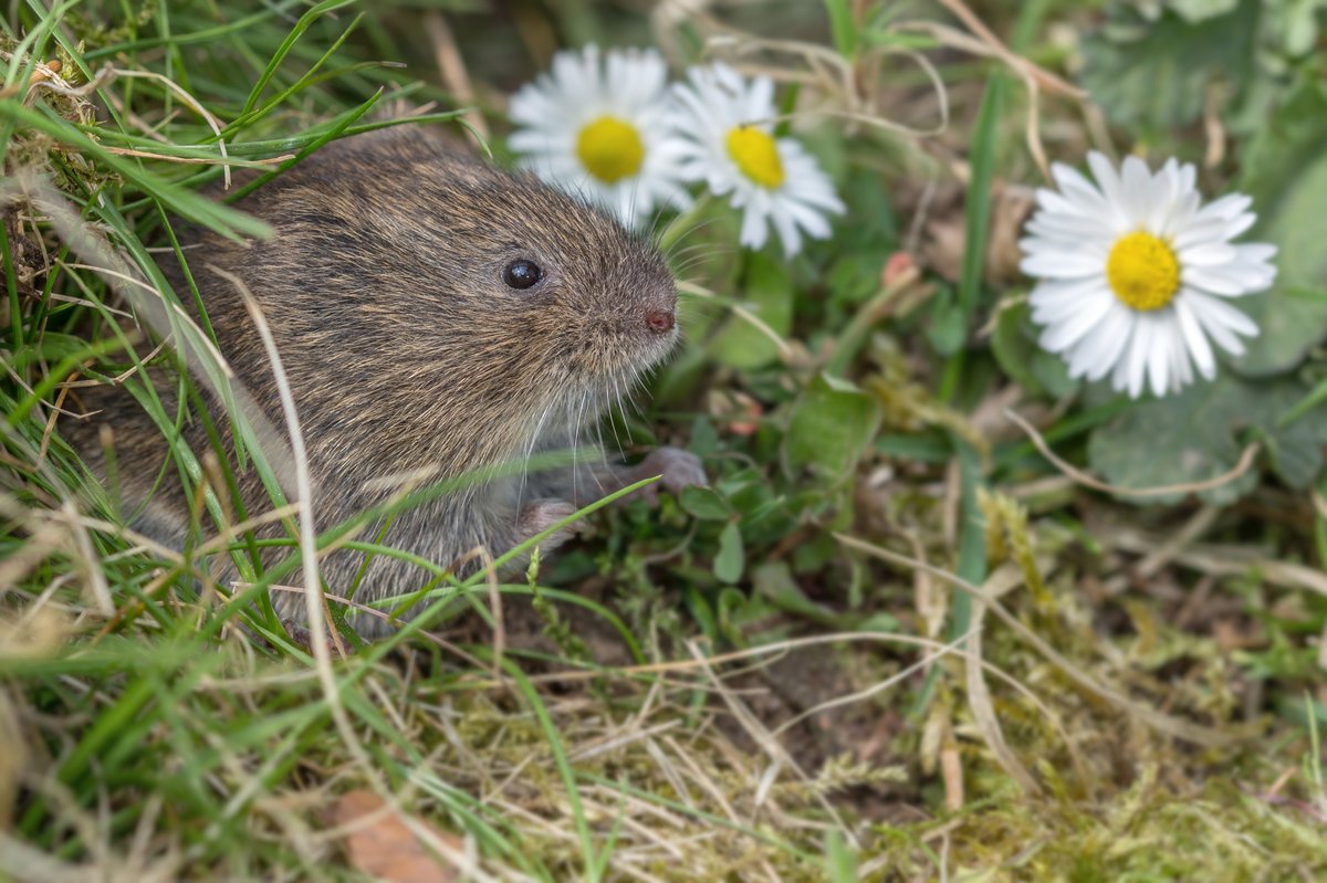 soortvandedag's tweet photo. Vandaag vertellen we je voor de #soortvandedag meer over de #aardmuis. De aardmuis/ #Microtus agrestis komt algemeen voor in Nederland. En leeft het liefst in vochtige, ruige terreinen zoals hoog grasland, verwilderde akkers, bosranden, vochtige heide etc. Foto; Wesley Overman https://t.co/Lgbqod0vlM