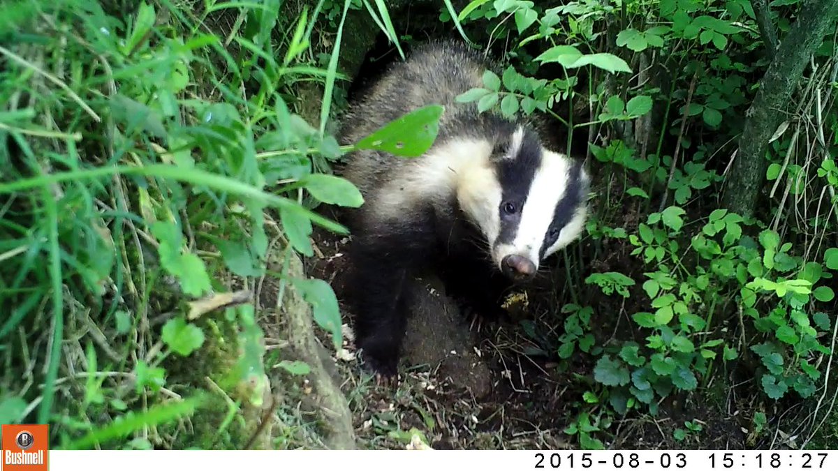 RobBriersNapier's tweet image. Interested in improving the evidence base to support #badger #survey and #mitigation? Apply for this fully-funded #PhD @ENUApplyScience. Closing date Jan 21st. @CIEEMnet @BritishEcolSoc @Mammal_Society   findaphd.com/phds/project/d…