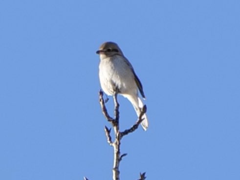 Barbara Coll tweet media