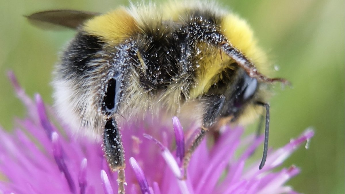 the_beeguy's tweet image. #theBeeAt3
Basic bee facts every day at 3pm. 

No 36.

No 35 contd..
If a single raised leg doesn’t warn you off a #bumblebee will often raise more legs. 
If you persist she’ll go belly up to reveal her stinger. Males do likewise but are bluffing - they have no stinger!
#bees