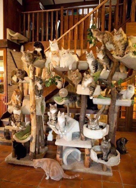 🐈🎄10,000 FREE KITTYCOIN AIRDROP🐈🎄

Kittycoin (KSOL) is a Solana memecoin with a soon to launch Exchange &amp; NFT Platform.

Instructions:
✅Follow <a href="/KittycoinSOL/">Kittycoin (KSOL)</a>
✅Retweet &amp; Tag 2 Friends
✅Signup via KittycoinSOL.com

#Airdrop #Airdrops #Dogecoin #ShibaArmy #Kittycoin