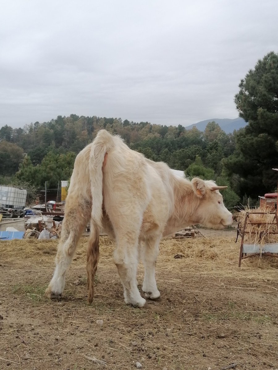 El culo mas bonito de toda Ciudad Animal Brego by Vaquita Lerele

Estoy haciendo una recaudación 
*Necesito Vehículo para seguir cuidando Animales*

gofund.me/98b1513e

Mil gracias