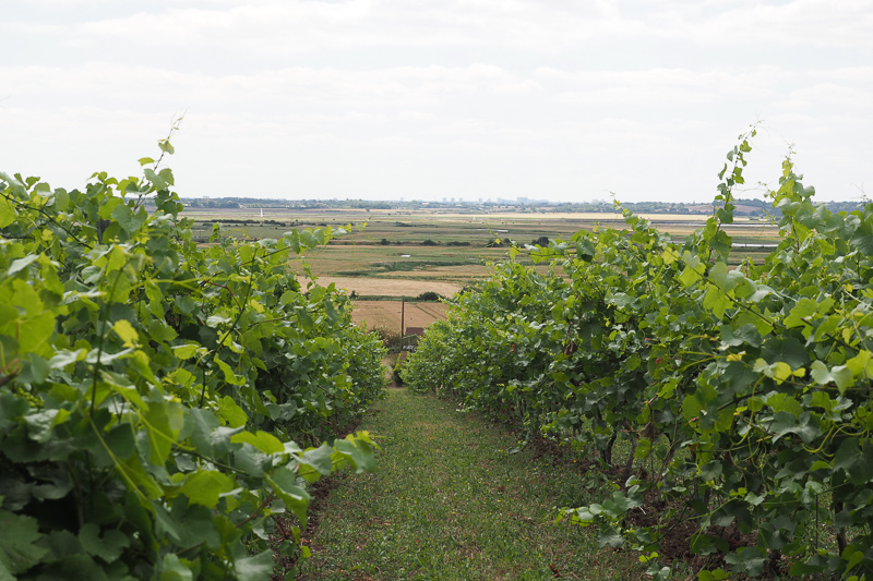 Jamie Goode tweet media