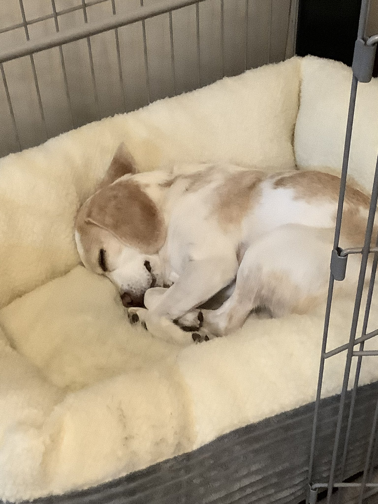 Kazu17 赤ちゃんみたいだねぇ ビーグルしずく ビーグル犬 T Co Wqfj5n7qke Twitter