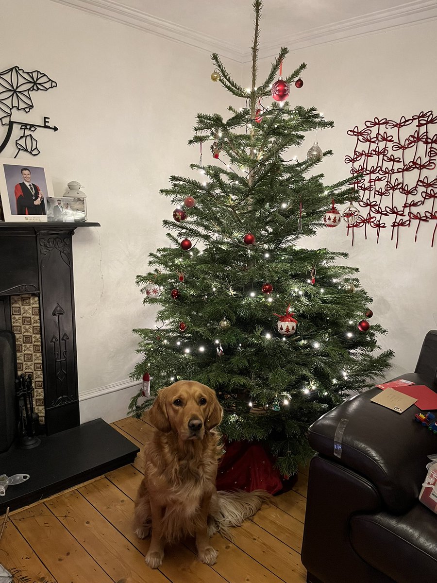 cartwrl's tweet photo. @kejamieson_ Leo the golden retriever bored with the Christmas photo shoot! https://t.co/aCZarpiqxy