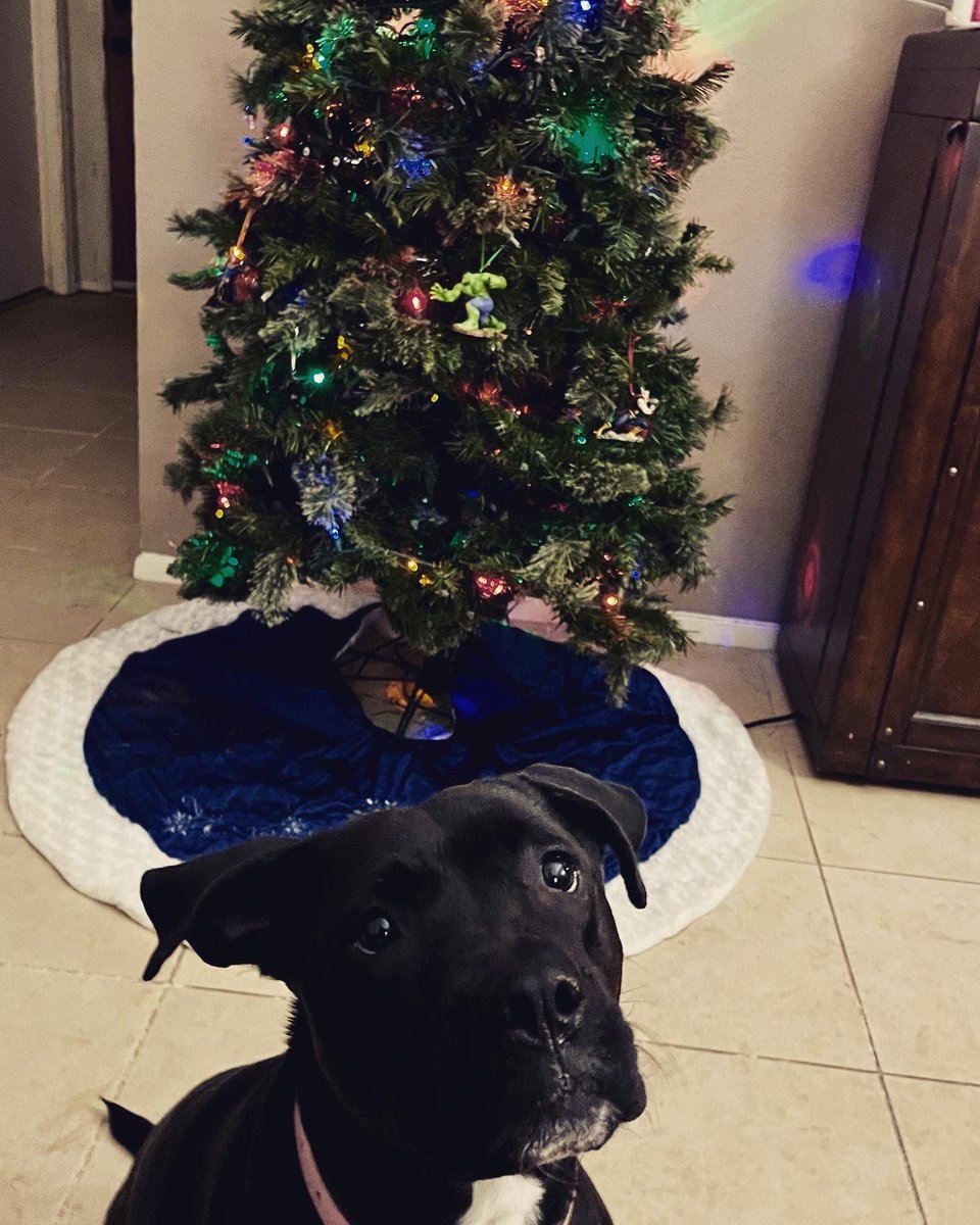 SweetGoodGirl1's tweet photo. Me just trying to get the girls to sit still for a picture by the tree ๐ #AudiMay #PiggumsThePibble https://t.co/wVylyfJlOW