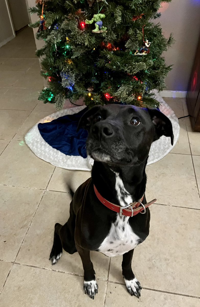SweetGoodGirl1's tweet photo. Me just trying to get the girls to sit still for a picture by the tree ๐ #AudiMay #PiggumsThePibble https://t.co/wVylyfJlOW