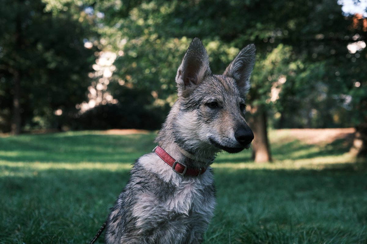 Ke_Sarahgat's tweet photo. Aiyra ❤ #wolf #czechwolf #wolfdog https://t.co/QkVymHbzr8