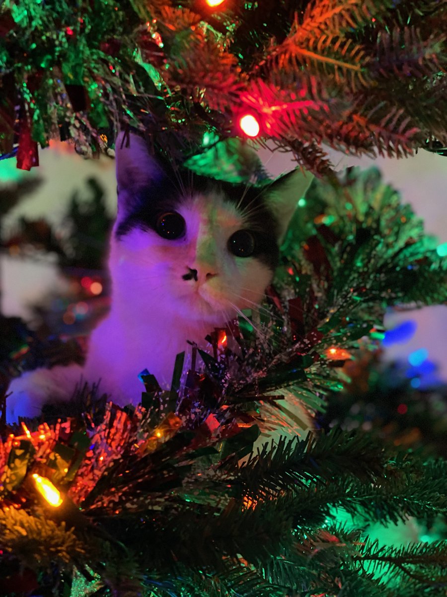 NHSCats's tweet photo. It's a tie between Captain America and Cleocatra, so we're moving on to Round 2! #FeatureMyCat https://t.co/A5KyrUKf76
