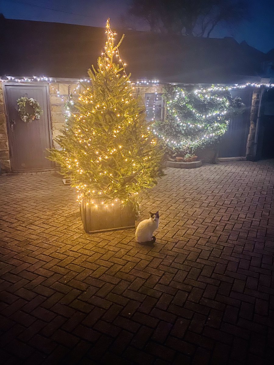 challam7's tweet photo. #CatsOfTwitter #RescuedCat Doug 😻🎄 https://t.co/oRjfO0868P