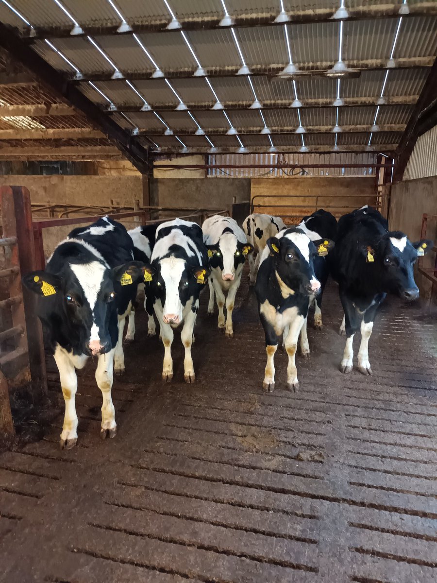 These Zarek daughters are pleased that "Dad" Alta Zarek <a href="/AltaGeneticsUK/">Alta UK</a> has just become No 2 Proven PLI Sire , looking forward to seeing them develop.