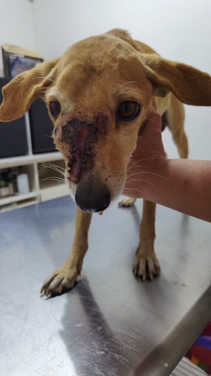 gllgina1's tweet image. Aquí solicitando ayuda para Juanito .. buscas a uno y encuentras a otros y de plano no pudimos dejarlo.. tiene tvt necesitará quimios ya tenemos el medicamento si gustas ayudarlo con las aplicaciones o análisis para pueda  empezar el tratamiento avísame 🙏🥺