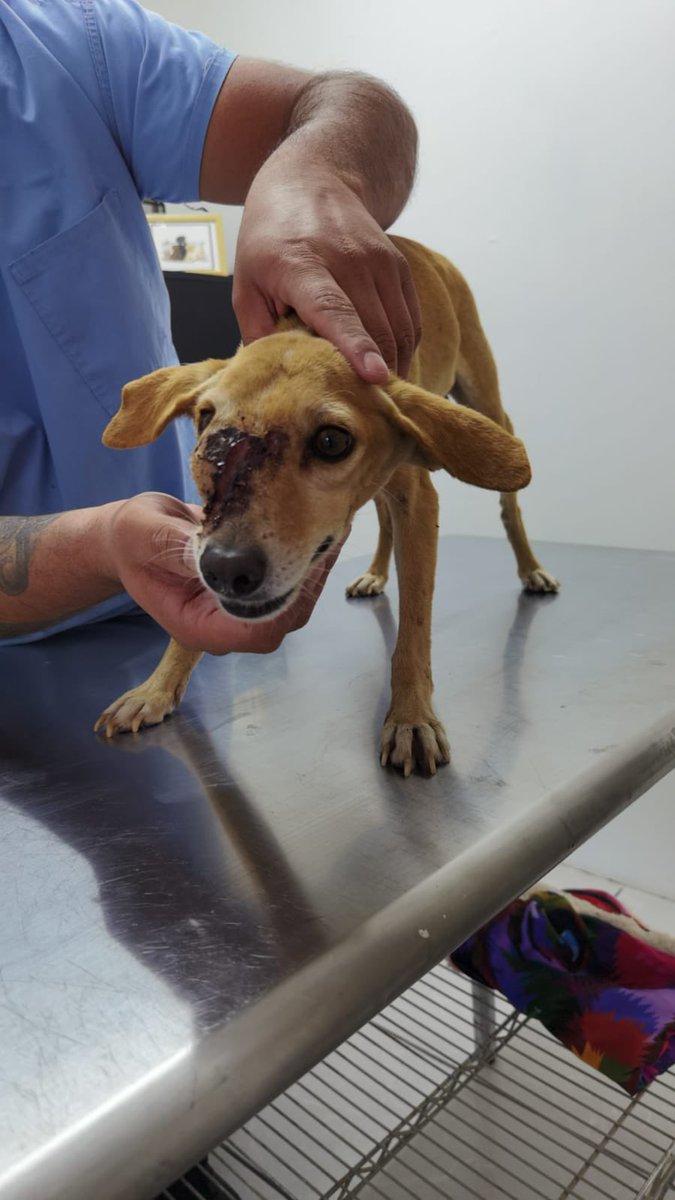 gllgina1's tweet image. Aquí solicitando ayuda para Juanito .. buscas a uno y encuentras a otros y de plano no pudimos dejarlo.. tiene tvt necesitará quimios ya tenemos el medicamento si gustas ayudarlo con las aplicaciones o análisis para pueda  empezar el tratamiento avísame 🙏🥺