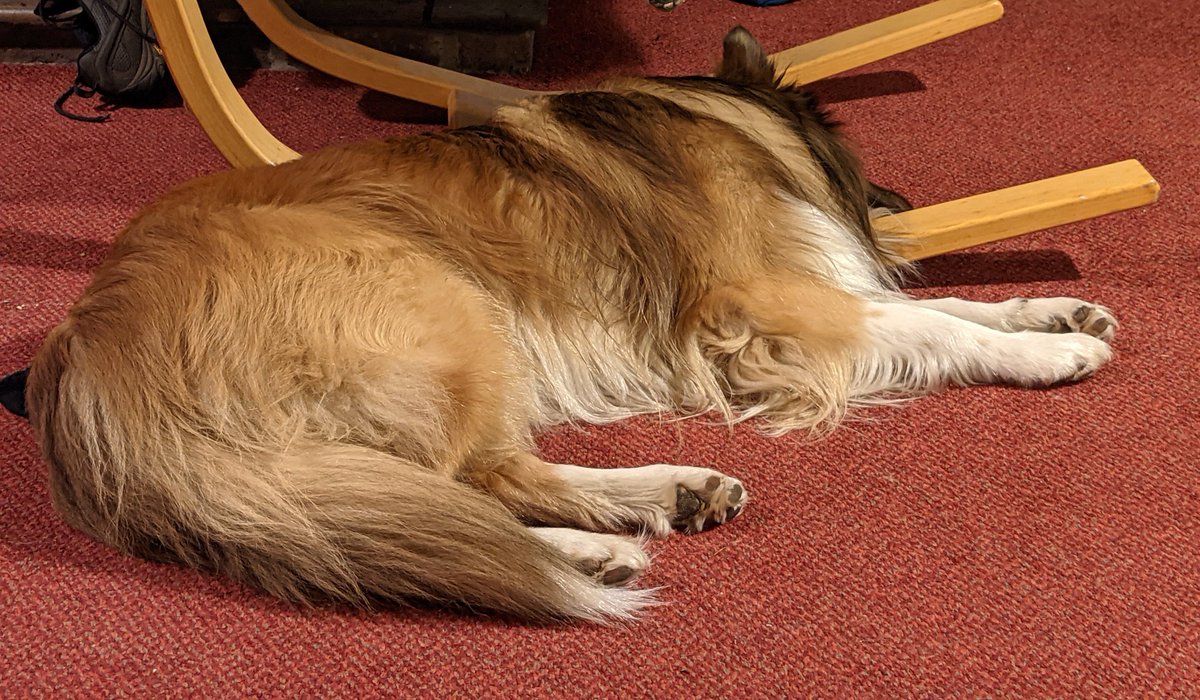 CamasTheCollie's tweet photo. Living dangerously. Lying with my head across the rocker, with Fiona periodically telling Martin not to move. Even snoozing I can be the centre of attention. 🐾🐾⚠️😏
#BorderCollie
#Resting
#KeepStill
#MondayEvening https://t.co/0nJ2CiPPRk