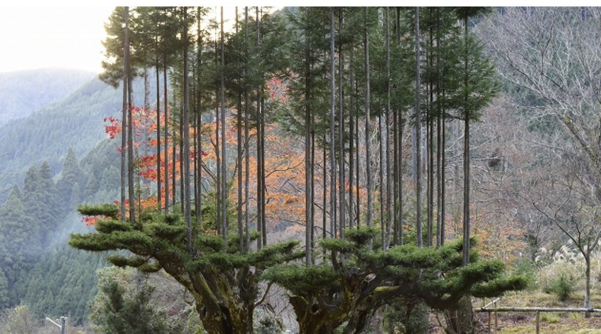 Daisugi, the 600-Year-Old Japanese Technique of Growing Trees Out of Other Trees, Creating Perfectly Straight Lumber 

openculture.com/2020/10/daisug…