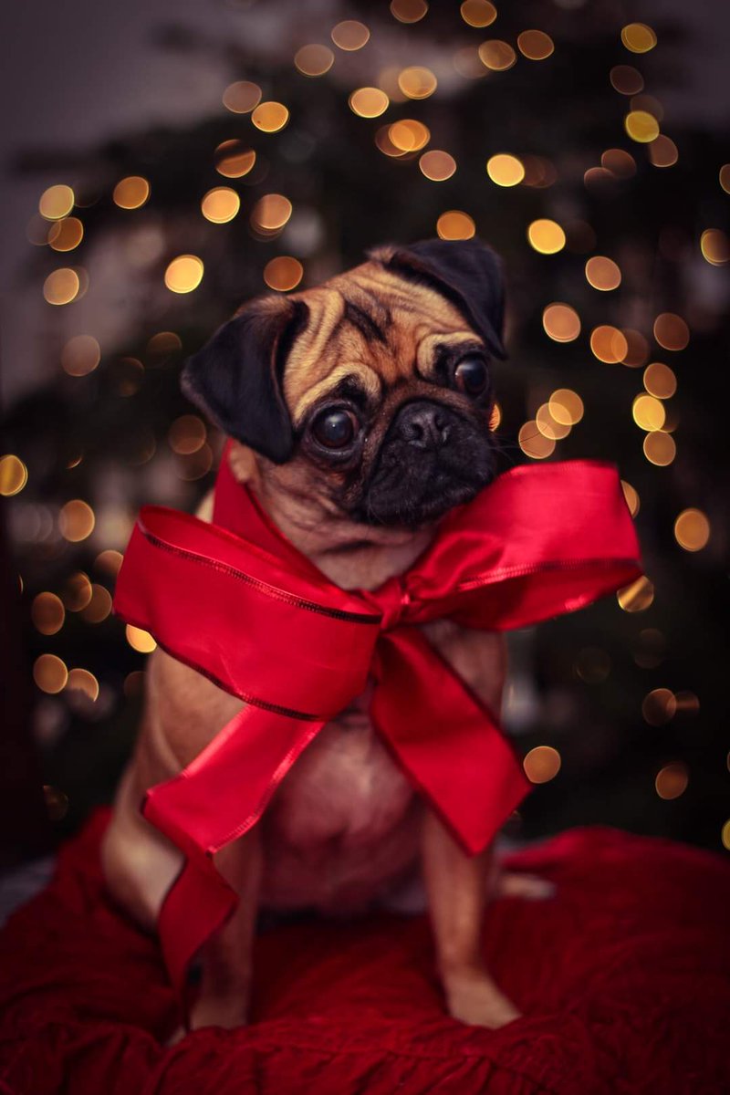 PWashbrook's tweet photo. @kejamieson_ This photo has been known to have certain restorative qualities 😁🥰🎄 https://t.co/HGnN8Itg7p