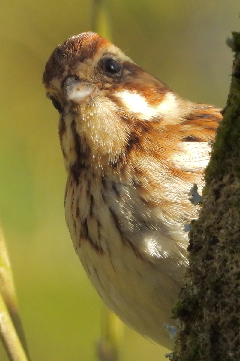 “PEEK-A-BOO!! Reed Bunting” 🤎🤍🧡

#nature #photography #birdtonic  #TwitterNatureCommunity <a href="/Natures_Voice/">RSPB</a> ⁦<a href="/RSPBScotland/">RSPB Scotland</a>⁩