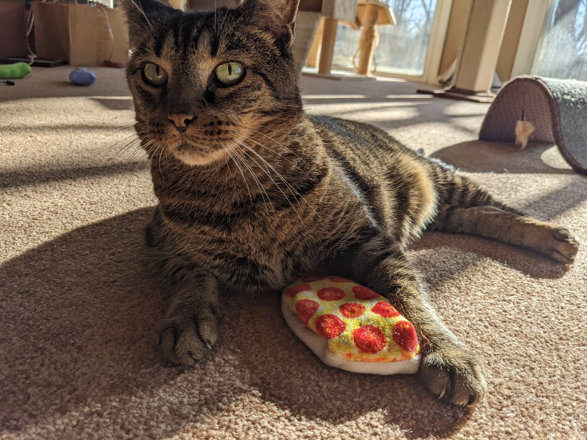 Rocketcat09's tweet photo. I asked for thin crust. This isn't what I wanted. At least it's got pepperoni. #catsoftwitter #pizzadude https://t.co/WHDYGLiwvw