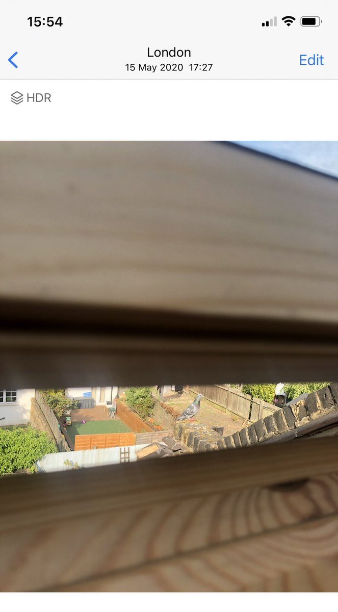 Estephy's tweet photo. I looked at my photos to see what I was doing on 15 May 2020 rather than sit in my garden with cheese and white. Rather than anything profound, my phone shows I was being terrorised by a pigeon. https://t.co/ShDiSR0HiF