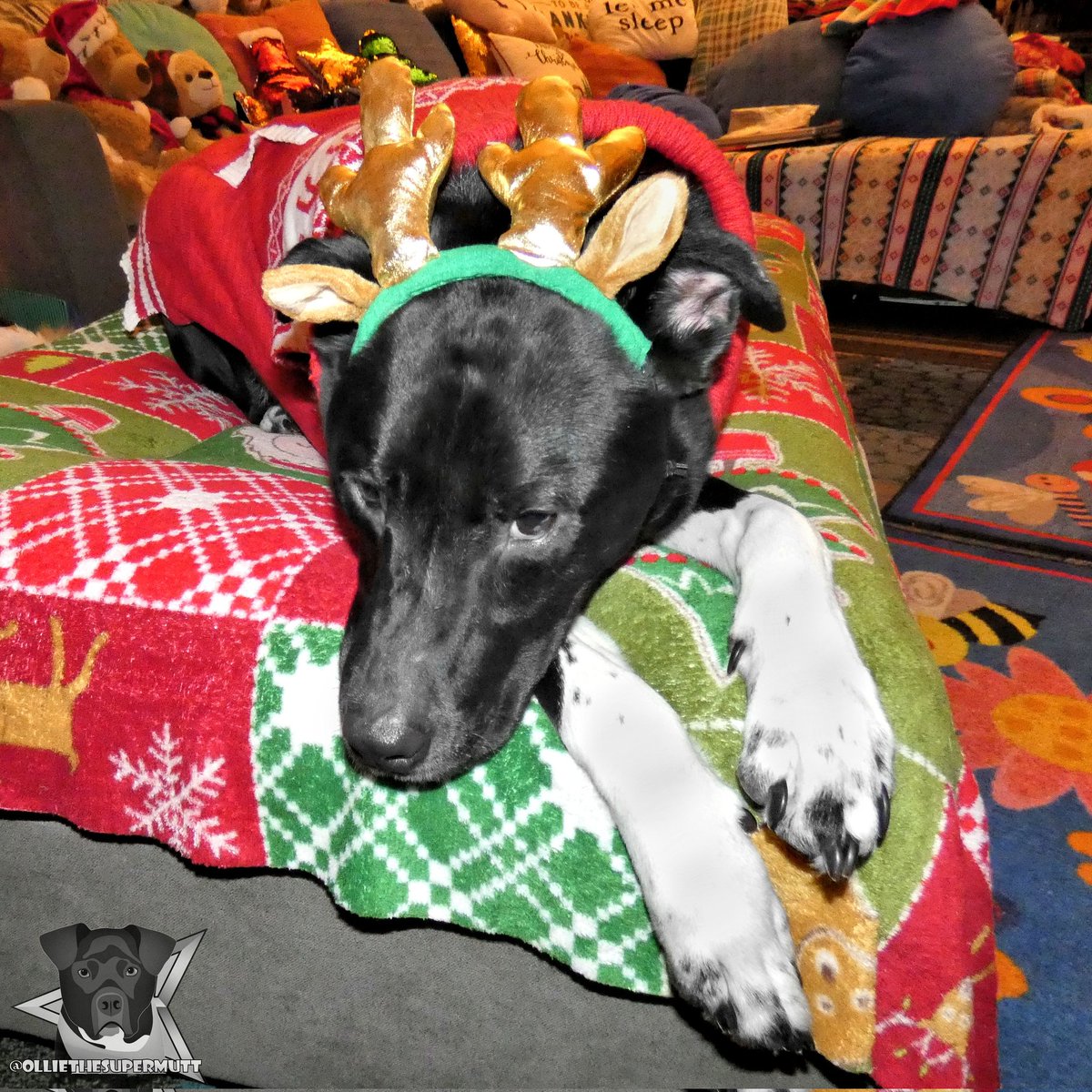Ugh! How is Monday again already!? This reindeer needs a nap! 😴🐕🦌🎄
.
-🐶-
.
#dogsoftwitter #dogsofinstagram #Twitterdogs #christmas #christmas2021