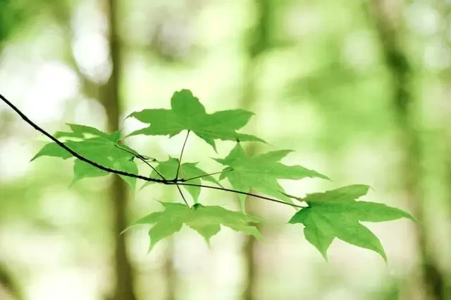 生命中的缘份，静静收藏。记忆中的美好，细细品尝。
愿我们平安昨天！如意今天！美好明天！快乐每天！