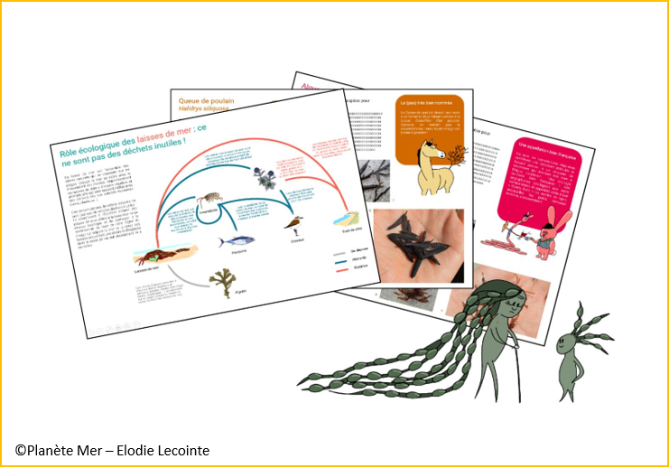 PlaneteMer's tweet photo. 📖 Dans le cadre du projet #MarhaSP, soutenu par l’@OFBiodiversite, @PlaneteMer construit en partenariat avec le CESCO, un livret d’animation avec des fiches descriptives sur les algues et les plantes marines pour le protocole #ALAMER 👉https://t.co/4SMIB2d3G4 https://t.co/ltTDSADlaQ