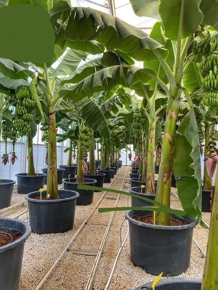 YemenFrame's tweet photo. 🍌الموز قاتل ابيه 🍌
سبب التسمية الغريبة لنبات الموز، فيرجع إلى موت الشجرة بعد قطف الموز، ويتكاثر الطلح بالفسائل، فتنمو الفسائل الصغيرة، وتحلّ محل الشجرة الأم. https://t.co/x4Wi9qR4Vv