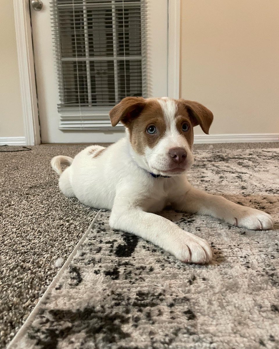 lsanto09's tweet photo. Everybody meet Baxter🐶 he’s already on the nice list and excited until he’s old enough for some AT&amp;T service @ATT https://t.co/w0DIRGxmYM