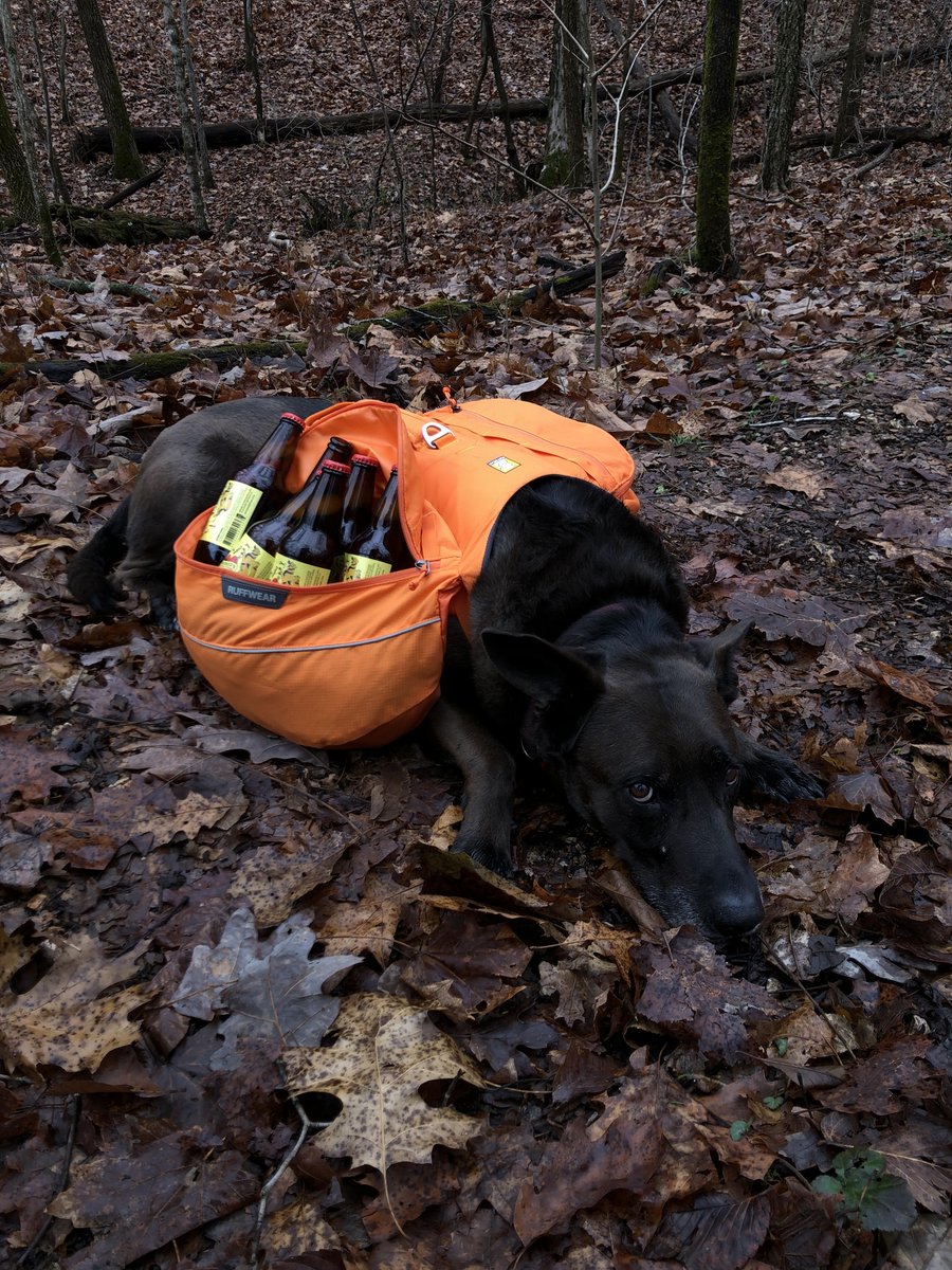 andreababeruth's tweet photo. It's hard work being a LIL' HELPER @MothersBrewing 

*no dog was overworked to create this photograph. Bottles were carried by a human and the picture was staged https://t.co/tcbUx8HfBm