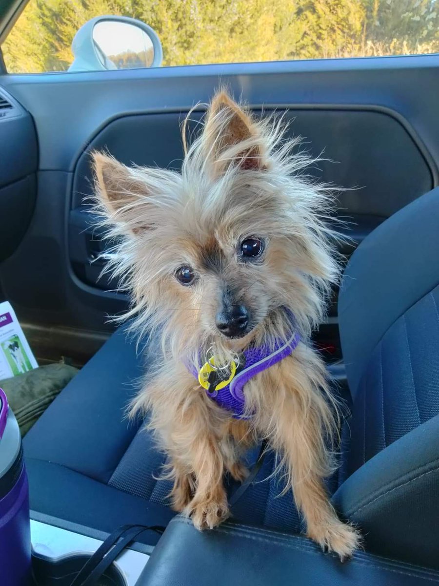 StevePopp1's tweet photo. @rudysarzo This is my 11 year old buddy I adopted last month @rudysarzo https://t.co/RU2jyWv2fT