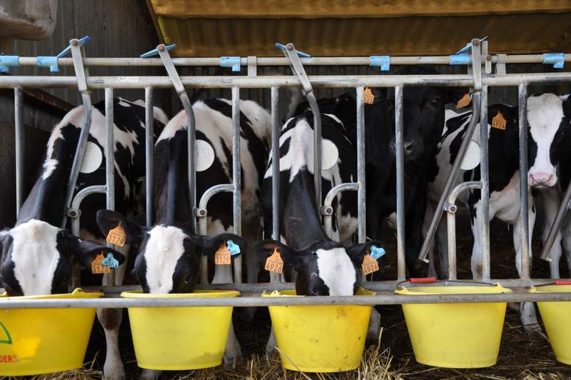 Agrobiosciences's tweet photo. De l'#Espagne à #Villecomtal, les éleveurs laitiers sont sous tension, entre végétalisation du secteur et pression sur les #prix. #Lait comme un poids à l'estomac : revue de presse @sudouest @F3Occitanie @RFI @SarahCozzolino @DianeCambon @TerrenetFR
https://t.co/TKAGCMJF8X https://t.co/drmgUrHUHh