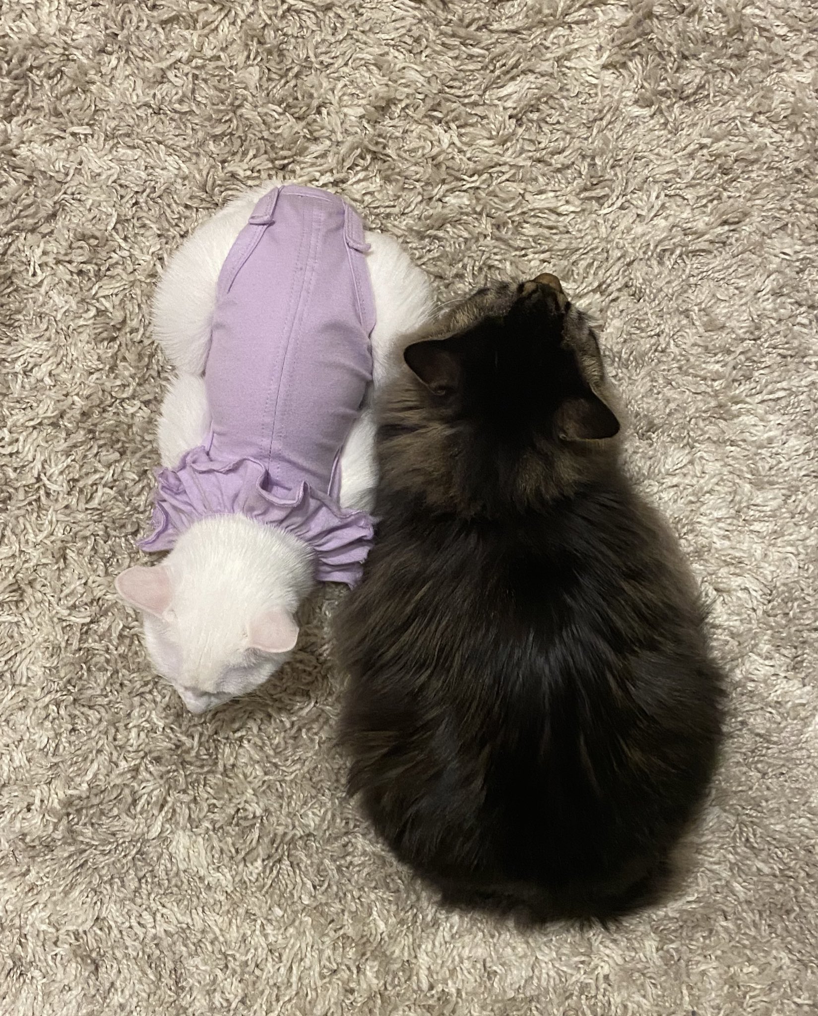 僕と佐知子と静雄 Shizusachi22 Twitter