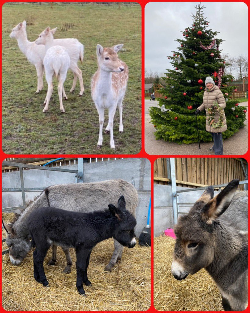 TConnectionSp's tweet image. Final Nature Based #Volunteering session at @MatlockFarmPark #Matlock #Derbyshire for 2021, it felt quite Christmassy there today. We hope to see folk soon into the New Year 🌲 @OTherapistMH