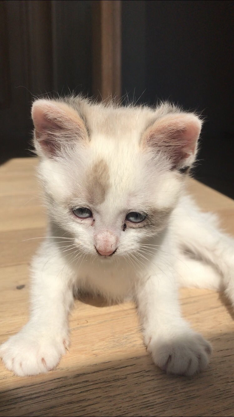 𝐄𝐫𝐫𝐨𝐫 𝟒𝟎𝟒 Pov T Es Le Chat Le Plus Mignon Du Monde T Co T3sarg3mcr Twitter 𝐄𝐫𝐫𝐨𝐫 𝟒𝟎𝟒 Pov T Es Le Chat Le Plus Mignon Du Monde T Co T3sarg3mcr Twitter