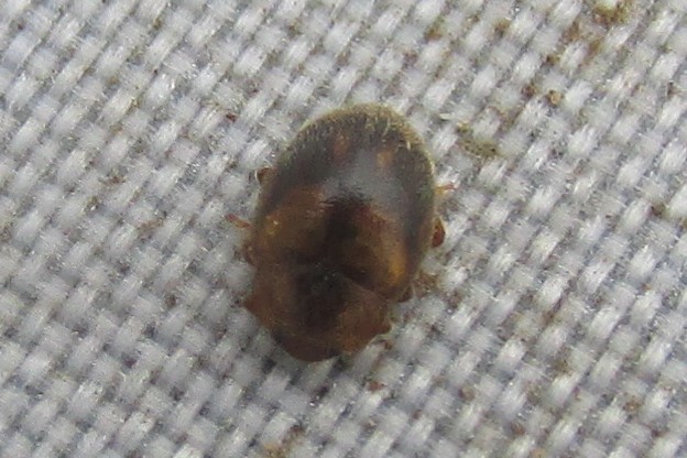 jewels_andrew's tweet photo. Had a brief search of a friend's garden in Hertford Heath, Hertfordshire yesterday and quickly found the hoped for Epaulet Ladybird (Rhyzobius chrysomeloides) in a Firethorn shrub. Another dot on the map. #inconspicuousladybirds #MicroLadybird https://t.co/MGDWElyJlE