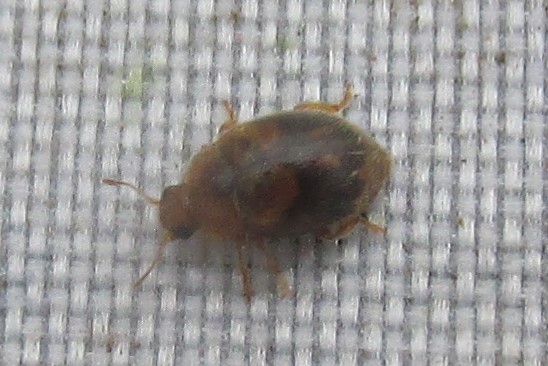 jewels_andrew's tweet photo. Had a brief search of a friend's garden in Hertford Heath, Hertfordshire yesterday and quickly found the hoped for Epaulet Ladybird (Rhyzobius chrysomeloides) in a Firethorn shrub. Another dot on the map. #inconspicuousladybirds #MicroLadybird https://t.co/MGDWElyJlE